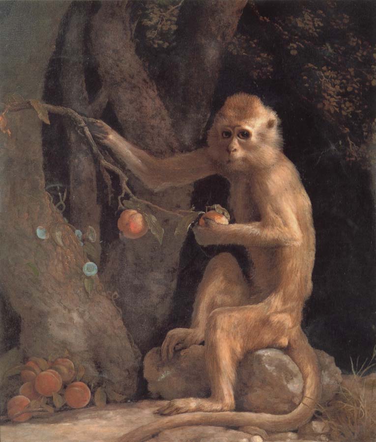 George Stubbs Monkey